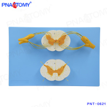 PNT-0621 high quality Spinal cord and spinal nerves model